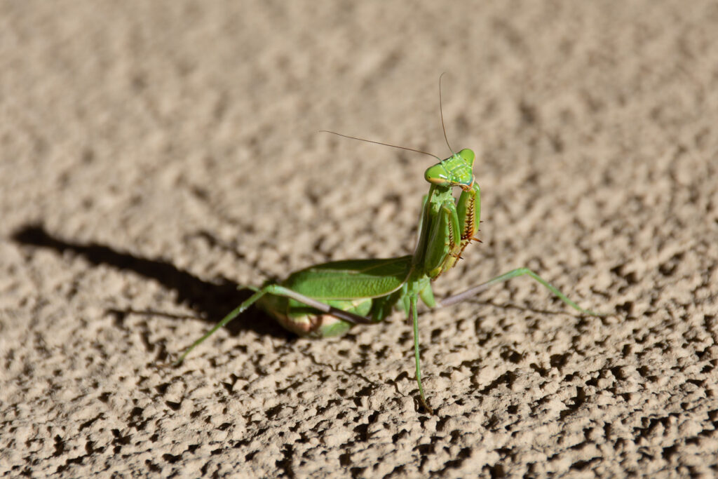 Jerry R. Spurlin: Preying Mantis