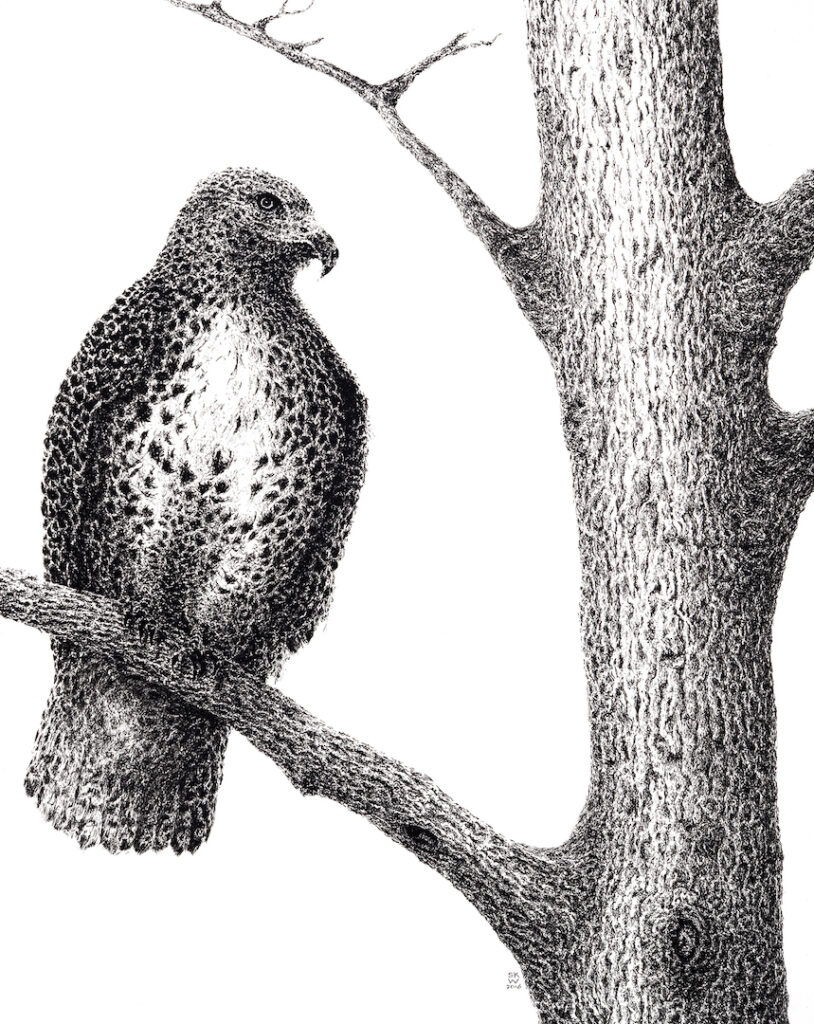 Sandra Kimzey Wimbish: Red Tailed Hawk
