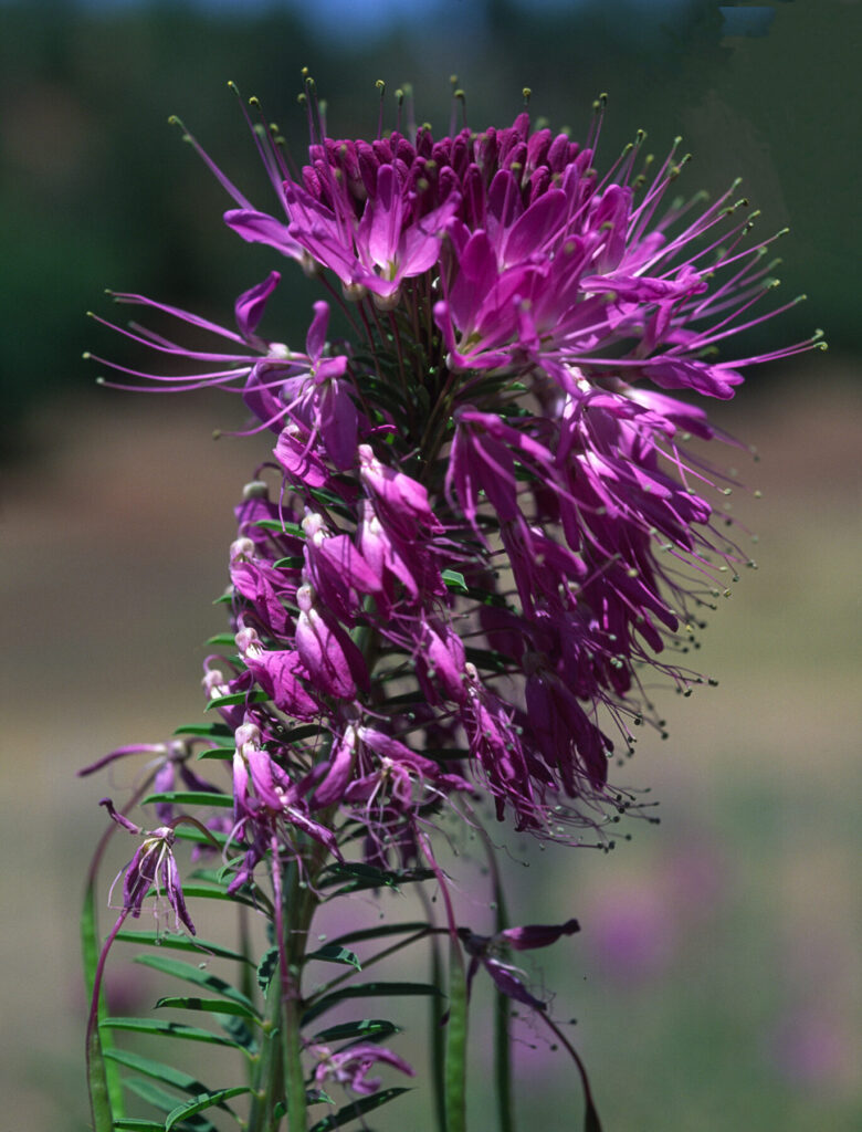 Jerry R. Spurlin: Rocky Mtn Bee Plant