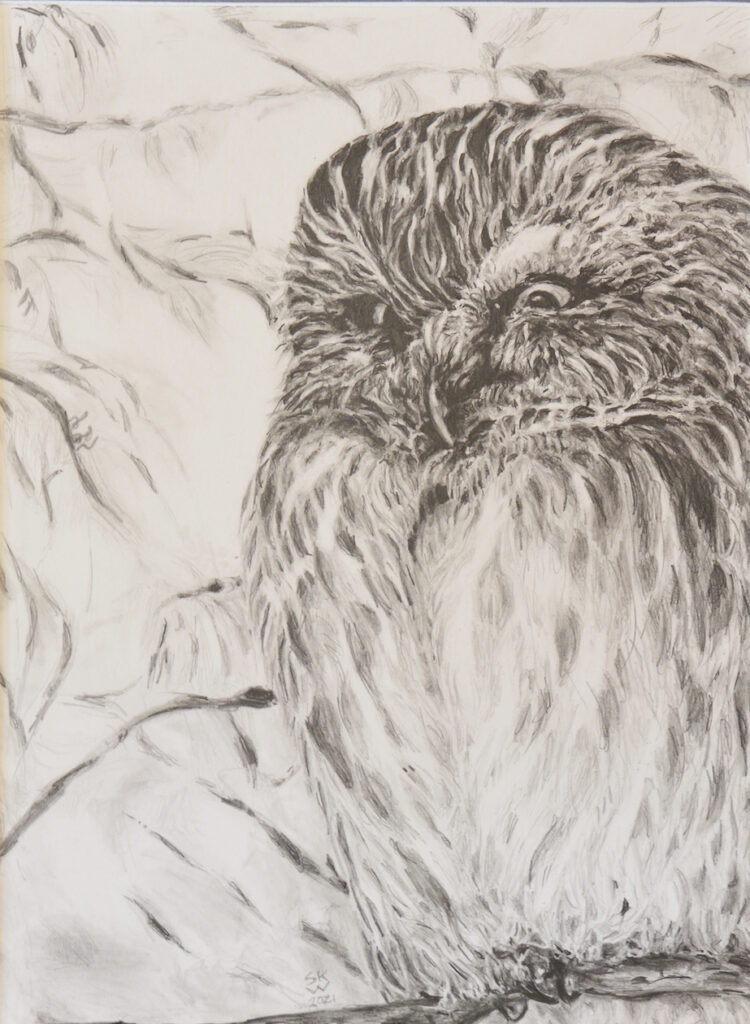 Sandra Kimzey Wimbish: Saw Whet Owl