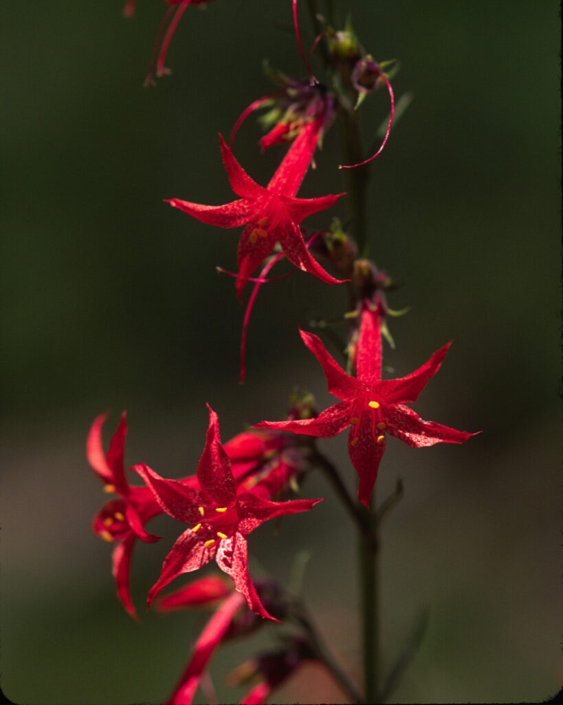 Jerry R. Spurlin: Scarlet Gilia