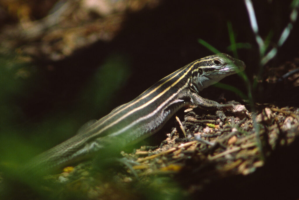 Jerry R. Spurlin: Skink Lizard