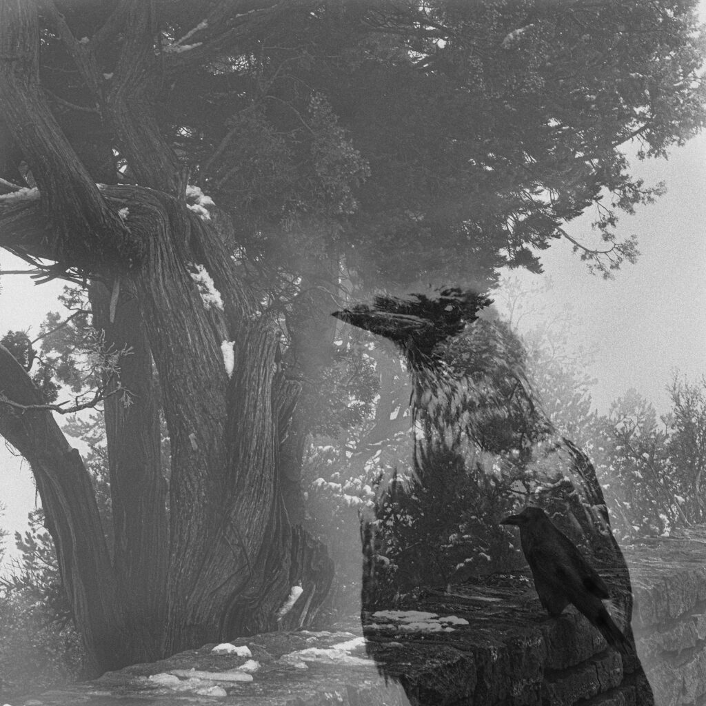 Storm Sermay: The Home Tree