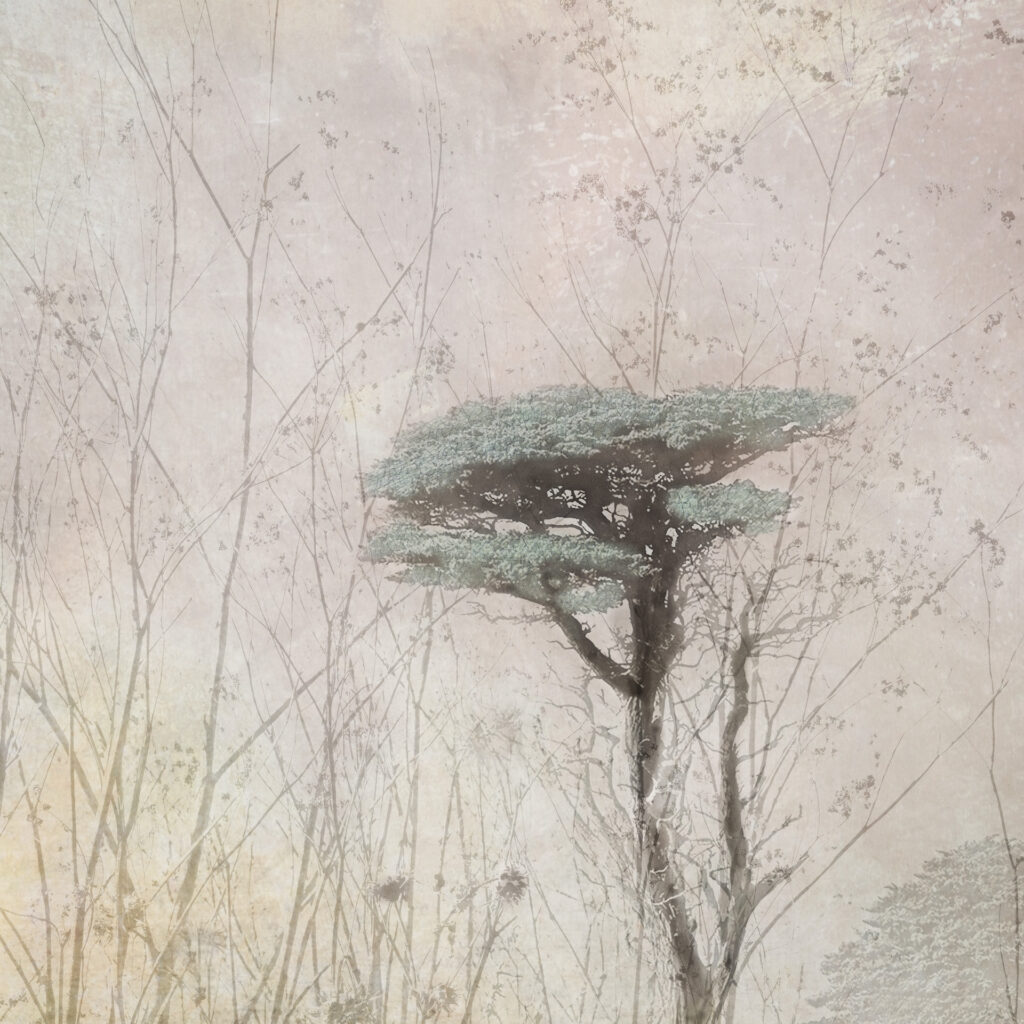 Storm Sermay: What the Trees Try to Tell Us