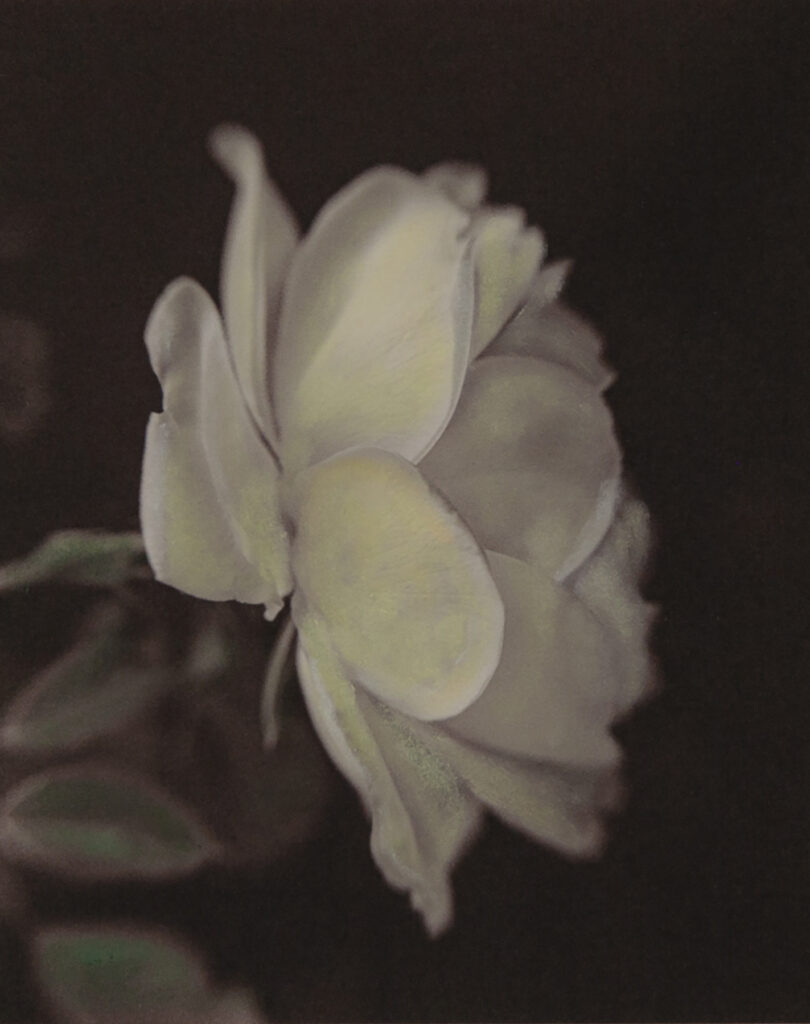 Storm Sermay: Floral #11