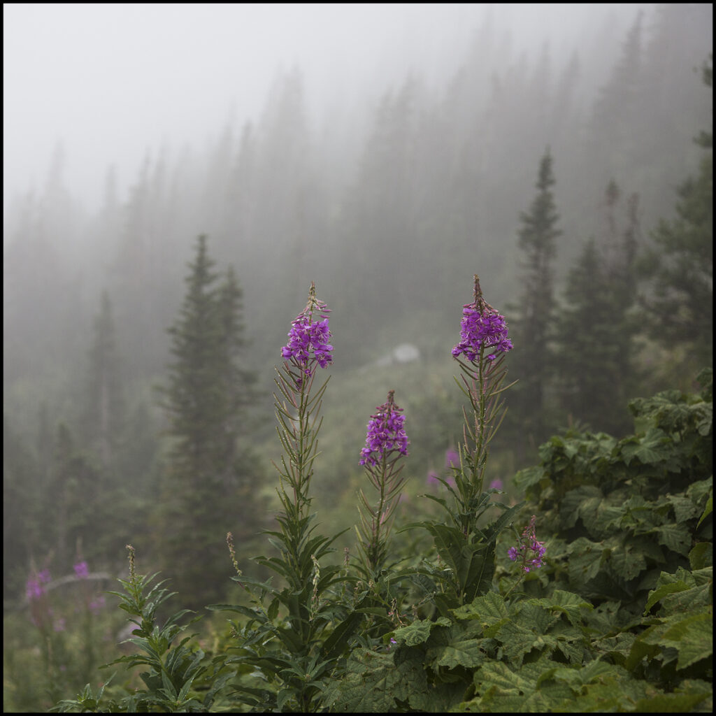 Storm Sermay: Floral #7
