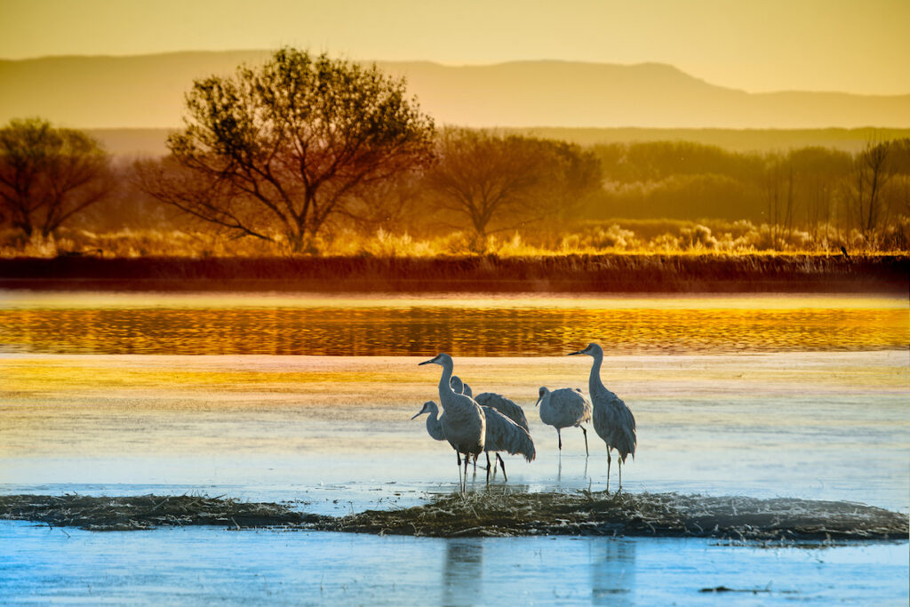 Dennis Chamberlain - Peaceful Bosque del Apache Sunrise