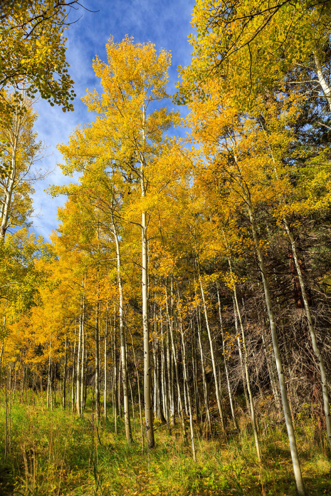 New Mexico Cancer Center, Gallery With A Cause, Aspens, Sipapu, NM