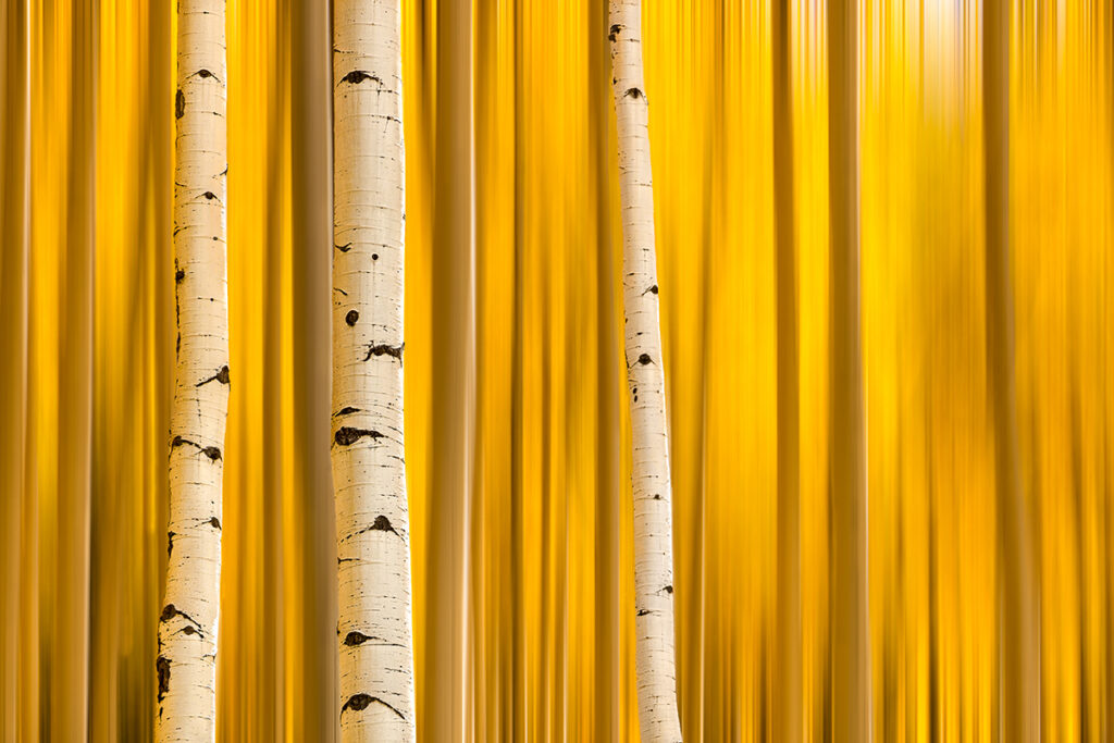 New Mexico Cancer Center, Gallery With A Cause, Autumn Gold