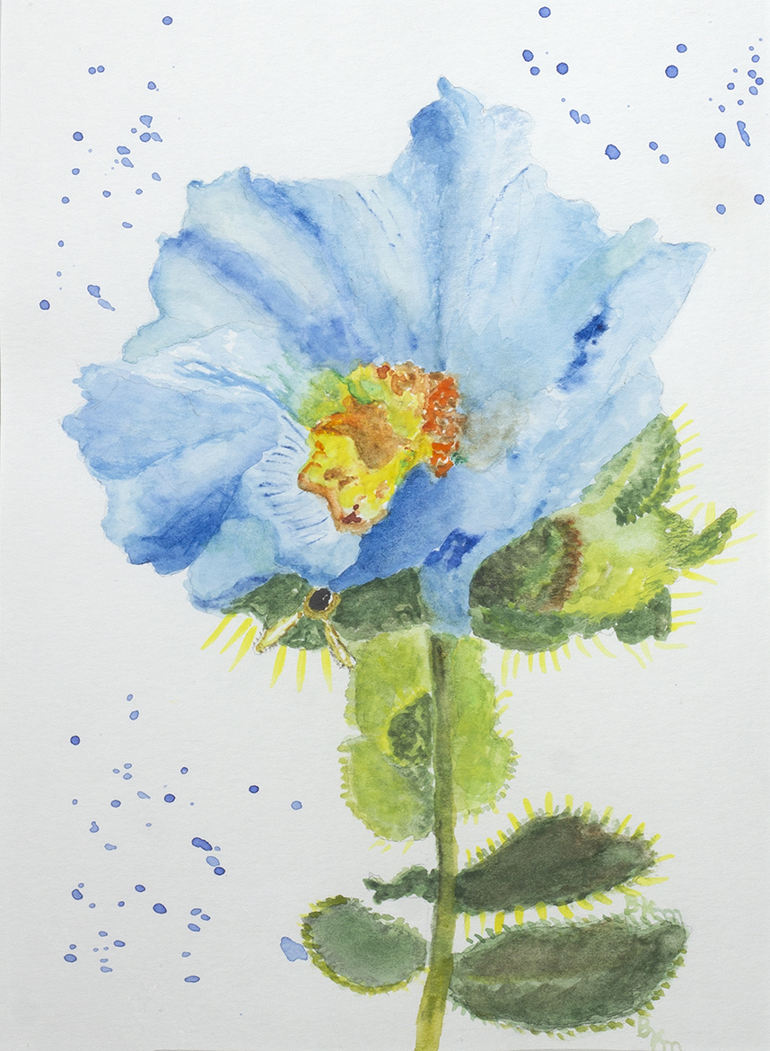 New Mexico Cancer Center, Gallery With A Cause, Blue Poppy