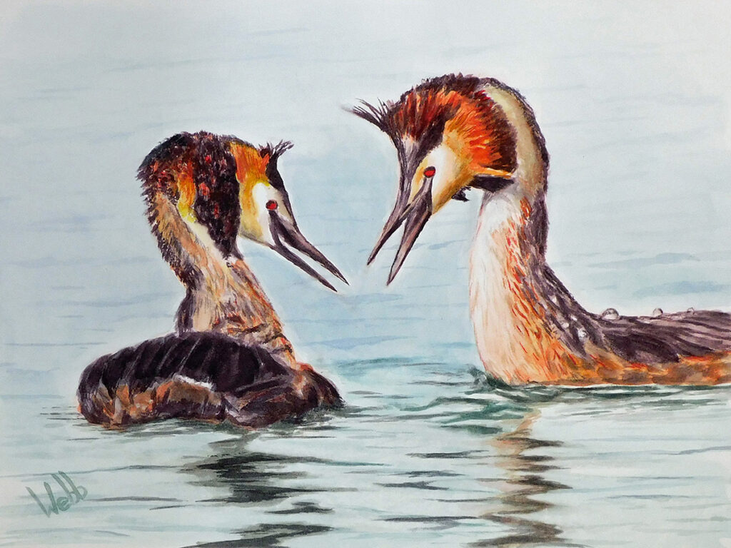 New Mexico Cancer Center, Gallery With A Cause, Grebe Gossip