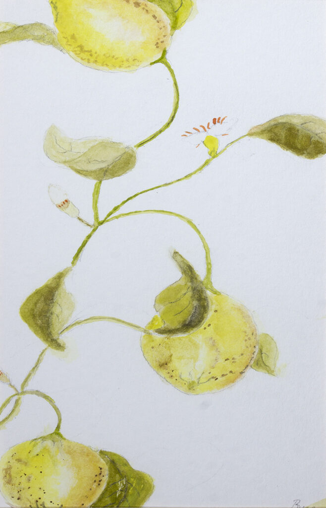 New Mexico Cancer Center, Gallery With A Cause, Lemon Pretty