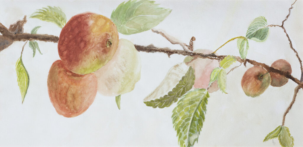 New Mexico Cancer Center, Gallery With A Cause, Rama de Fruta