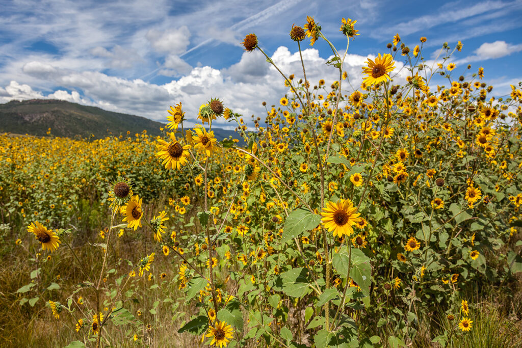 New Mexico Cancer Center, Gallery With A Cause, Roadside Bloomers