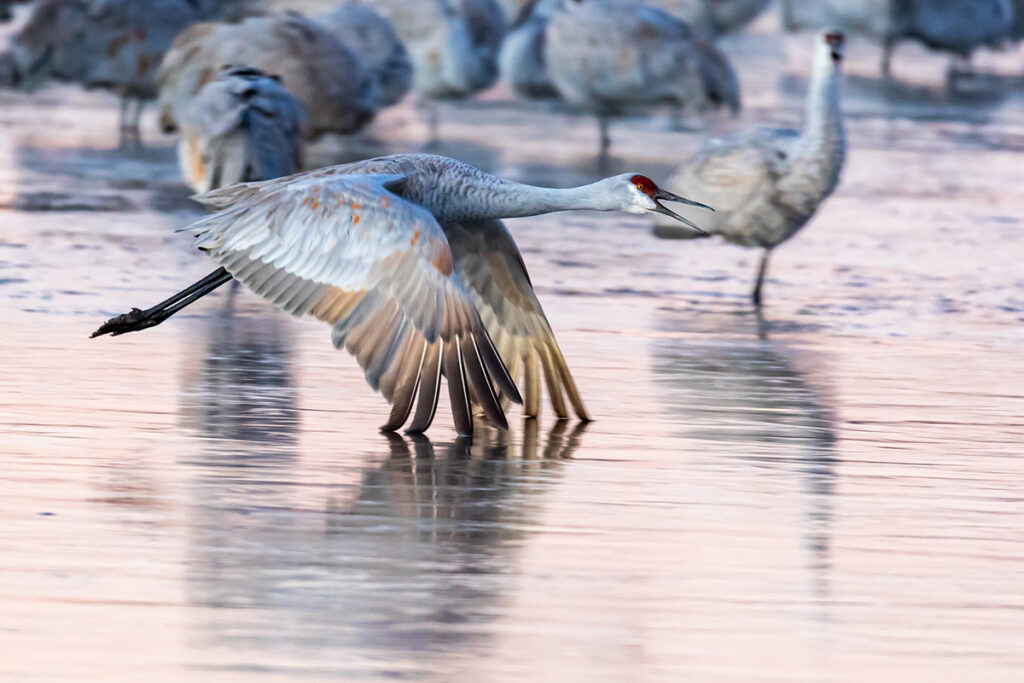 New Mexico Cancer Center, Gallery With A Cause, Sandhill Takeoff 1