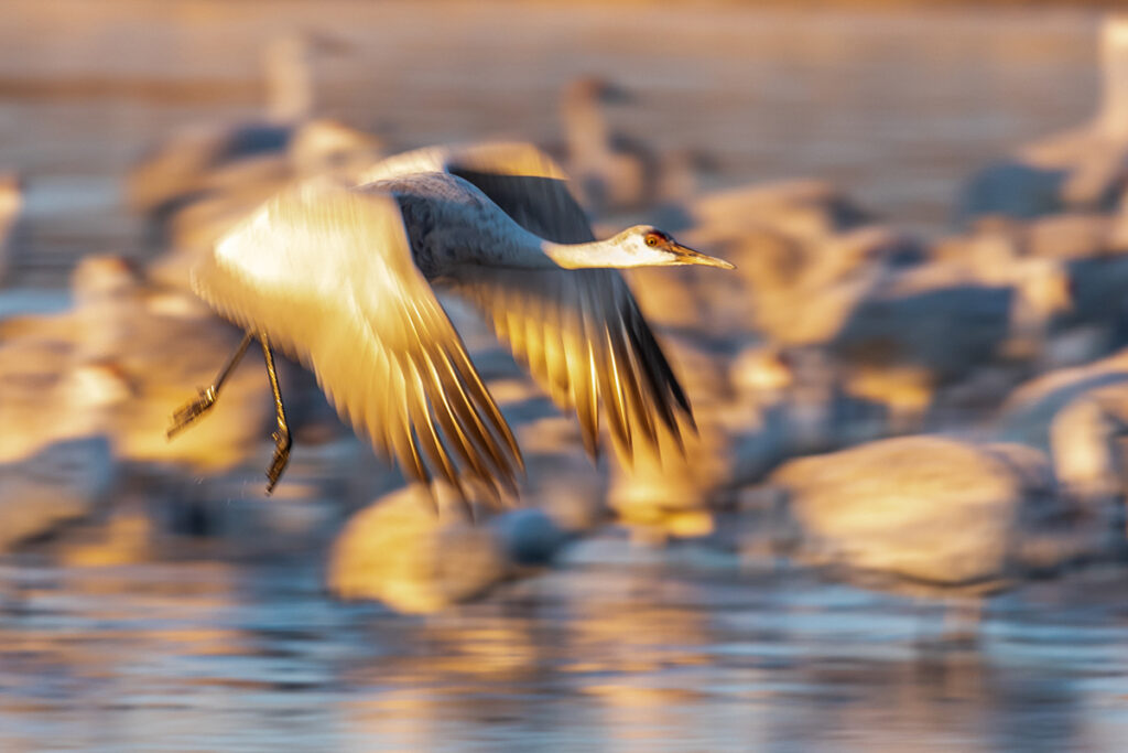 New Mexico Cancer Center, Gallery With A Cause, Sandhill Takeoff 2