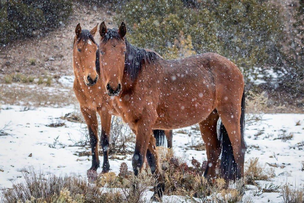 New Mexico Cancer Center, Gallery With A Cause, Snow Pals