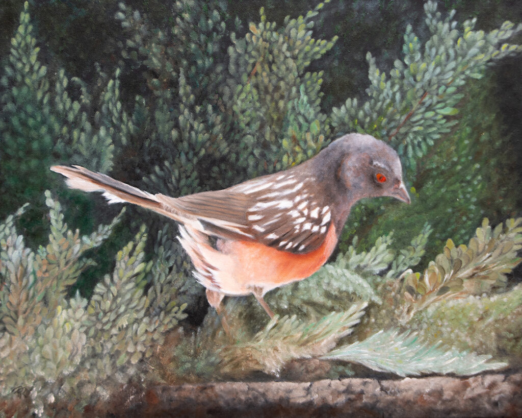 New Mexico Cancer Center, Gallery With A Cause, Spotted Towhee, Spotting!