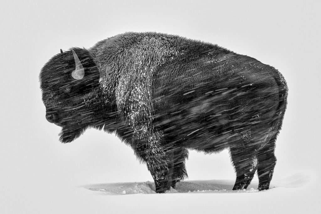 New Mexico Cancer Center, Gallery With A Cause, Tatanka II