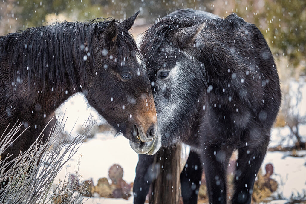 New Mexico Cancer Center, Gallery With A Cause, Warming Noses