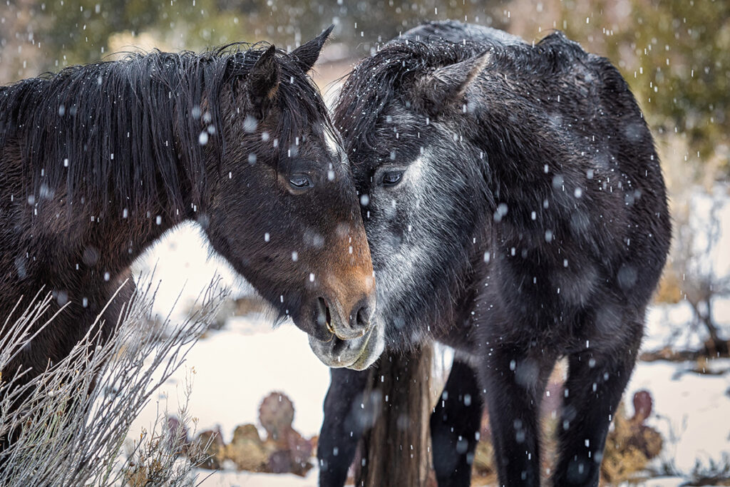 New Mexico Cancer Center, Gallery With A Cause, Warming Noses