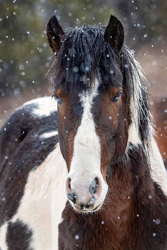 New Mexico Cancer Center, Gallery With A Cause, Wild Horse in Snow