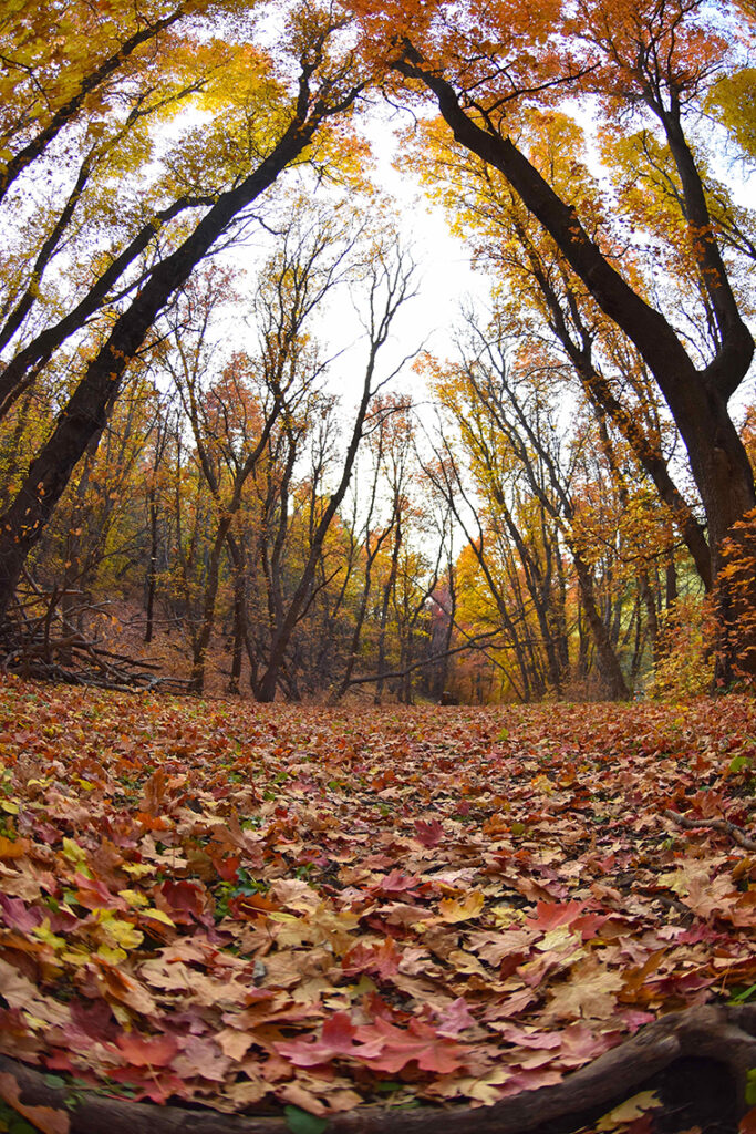 New Mexico Cancer Center, Gallery With A Cause, Autumnal Bower