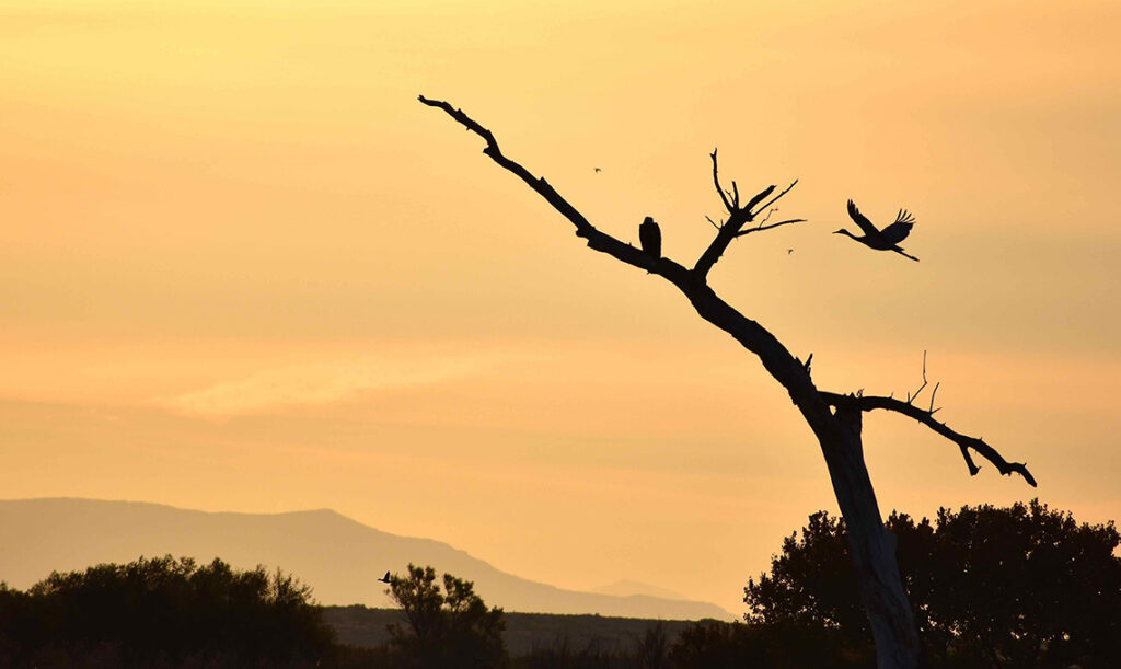 New Mexico Cancer Center, Gallery With A Cause, Bosque Dawn Patrol