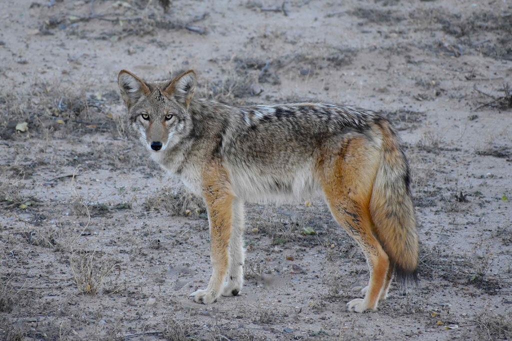 New Mexico Cancer Center, Gallery With A Cause, Coyote the Trickster