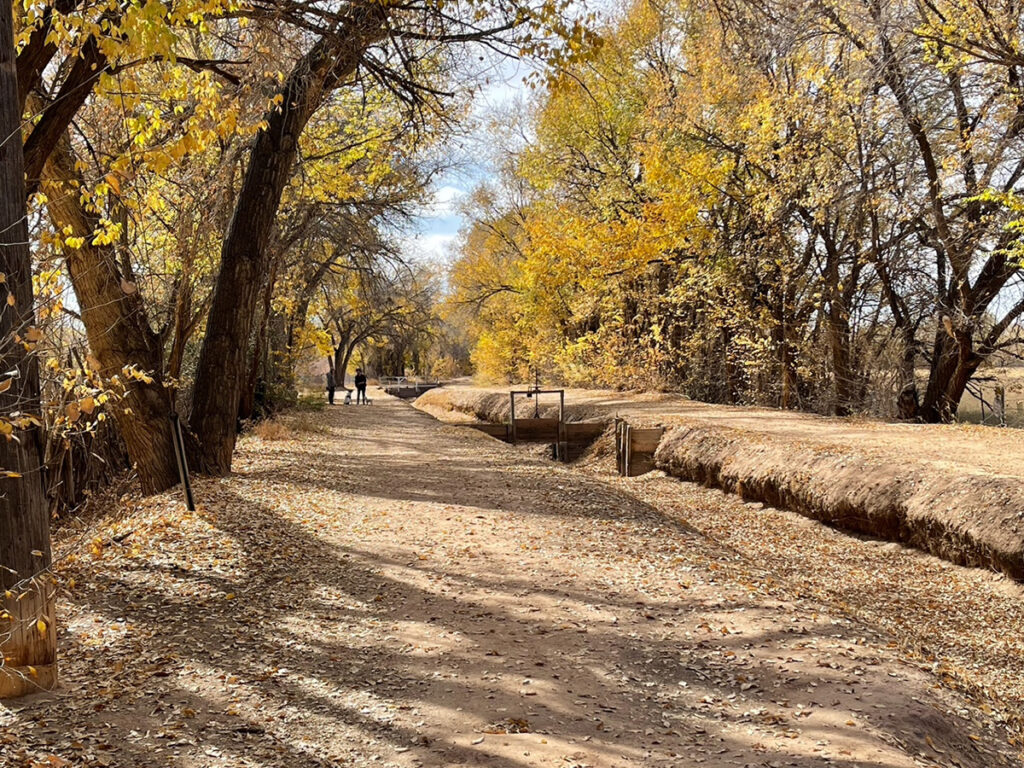 New Mexico Cancer Center, Gallery With A Cause, Fall Afternoon in the Bosque