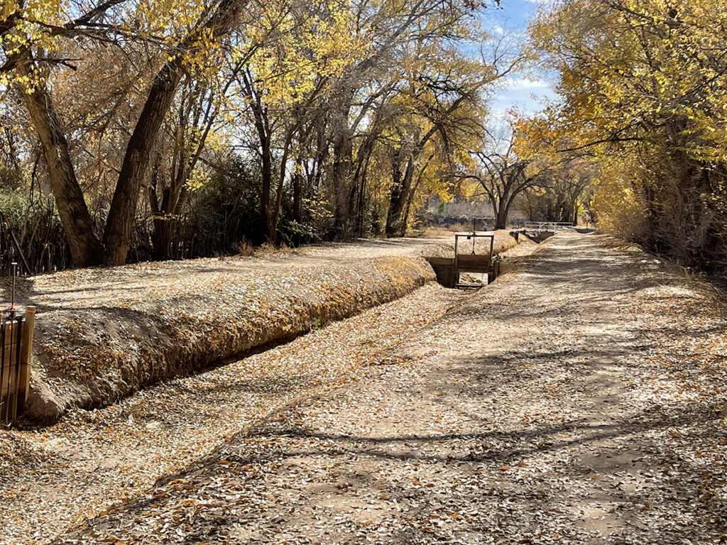 New Mexico Cancer Center, Gallery With A Cause, Fall Afternoon in the Bosque 2