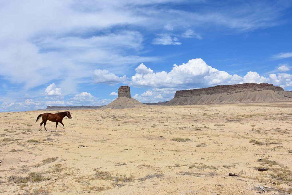 New Mexico Cancer Center, Gallery With A Cause, Horse with No Name