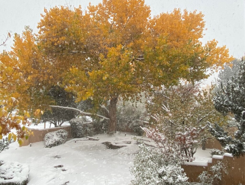 New Mexico Cancer Center, Gallery With A Cause, Early Snow