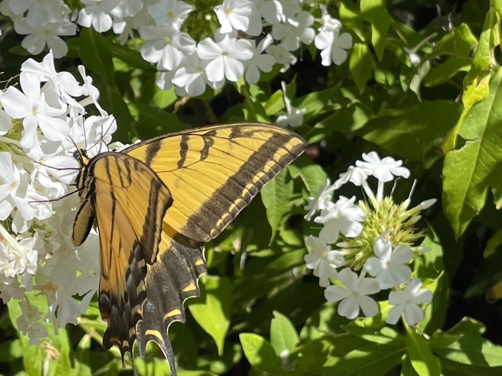 New Mexico Cancer Center, Gallery With A Cause, Butterfly