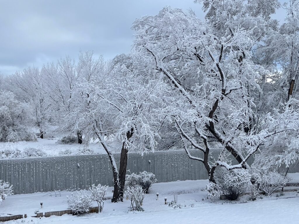 New Mexico Cancer Center, Gallery With A Cause, Winter Along the Bosque