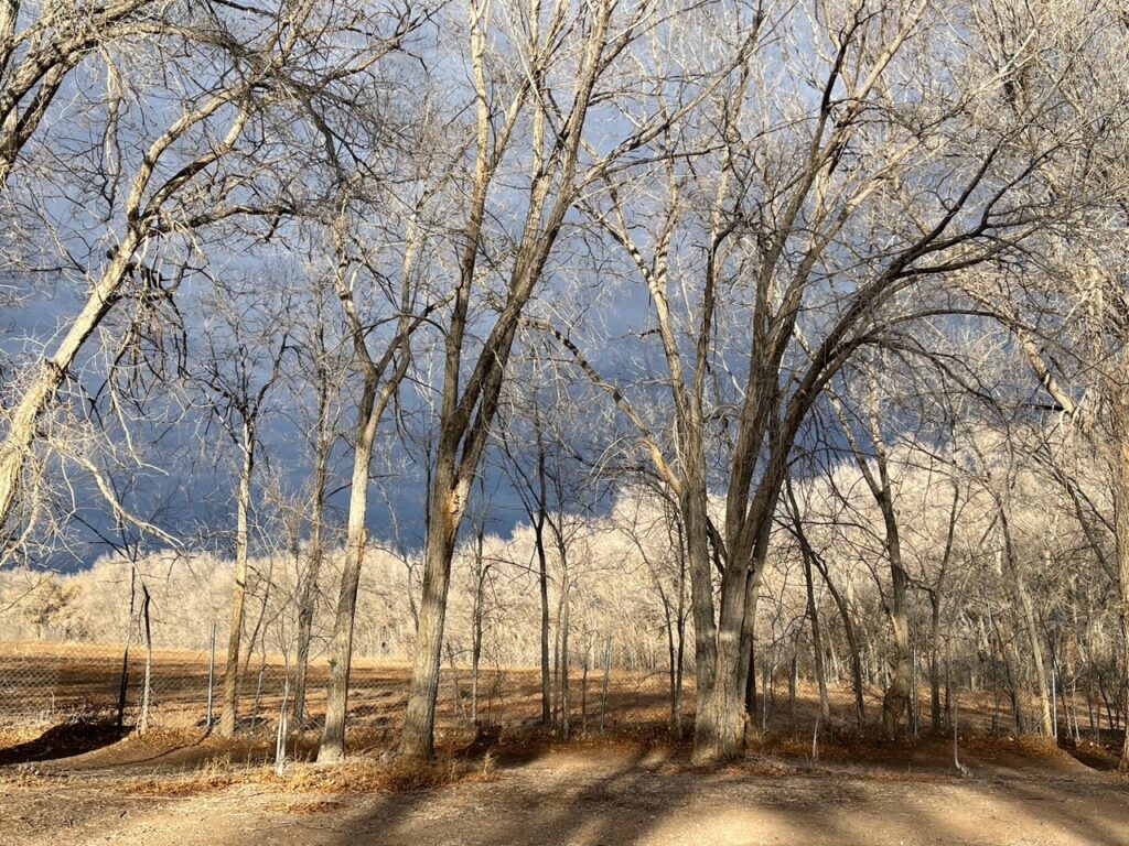 New Mexico Cancer Center, Gallery With A Cause, Evening Light