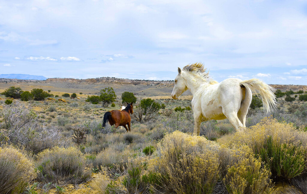 New Mexico Cancer Center, Gallery With A Cause, Mustangs of the Hererra Mesa, NM