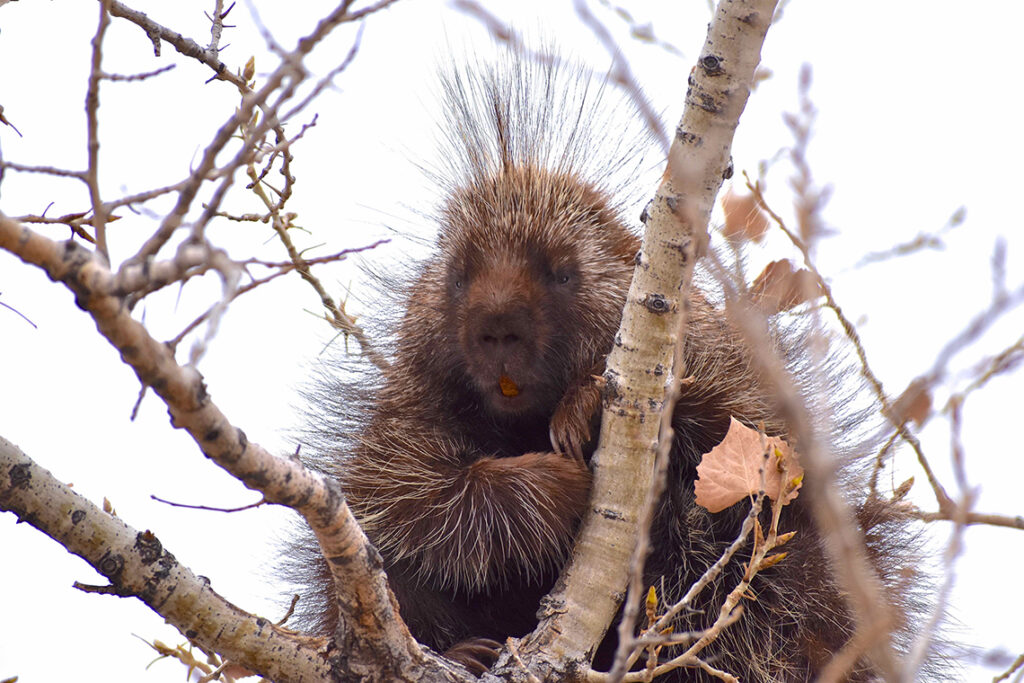 New Mexico Cancer Center, Gallery With A Cause, Porcupine Treetop Slumber