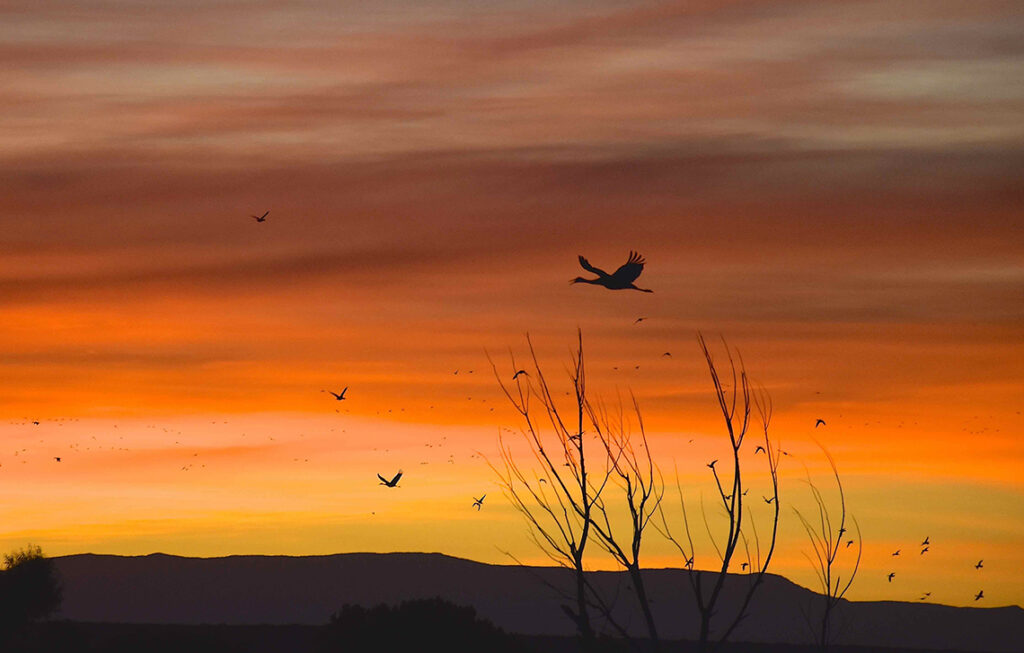 New Mexico Cancer Center, Gallery With A Cause, Sandhill Sunrise