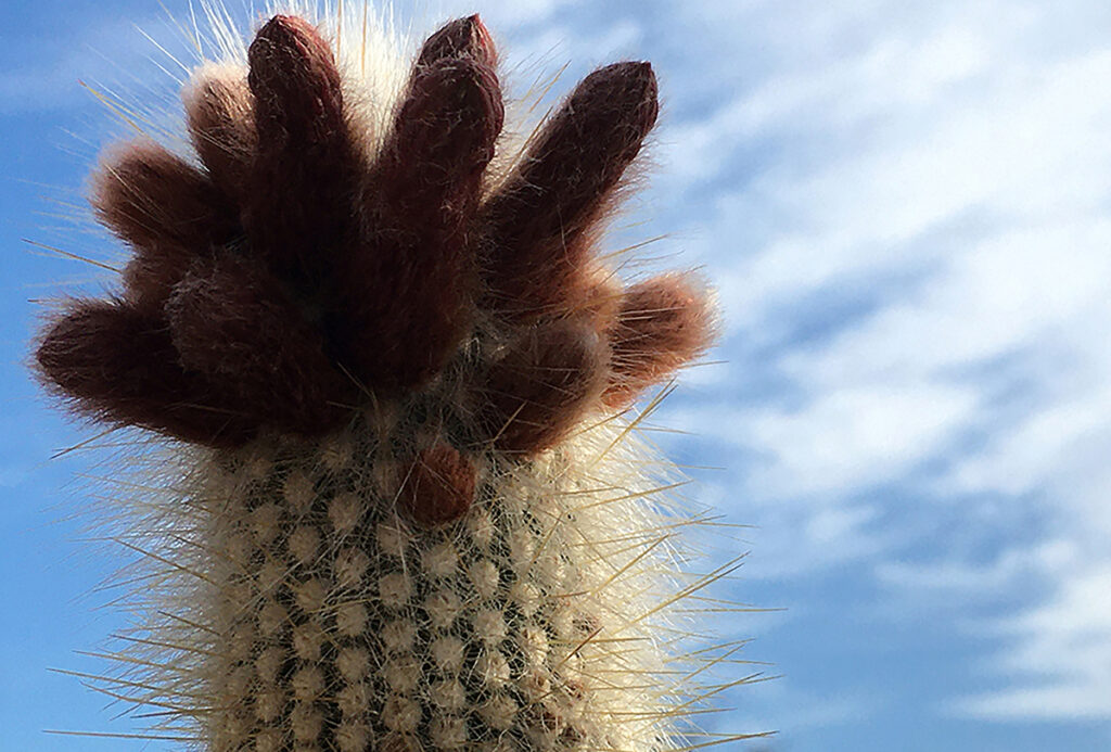 New Mexico Cancer Center, Gallery With A Cause, Always Watching Over