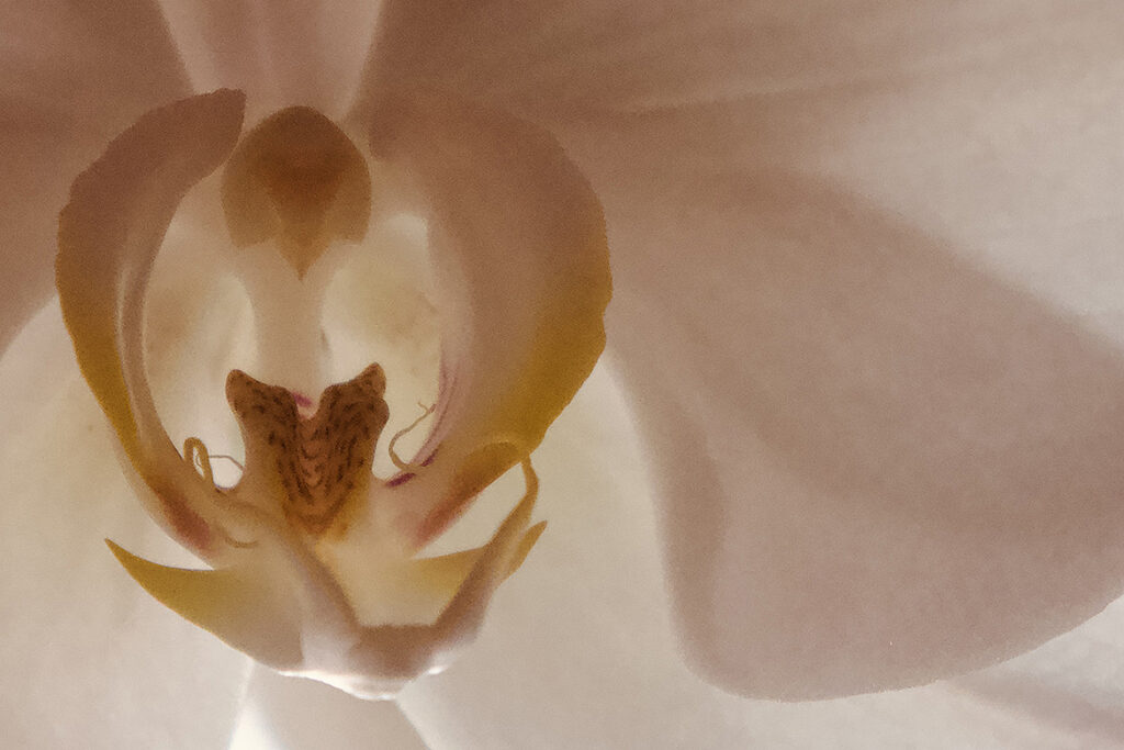 New Mexico Cancer Center, Gallery With A Cause,Angel in the Light