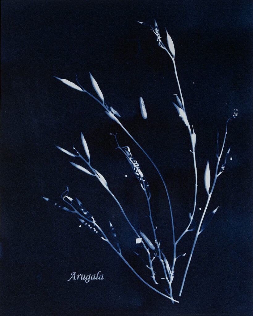 New Mexico Cancer Center, Gallery With A Cause, Arugala