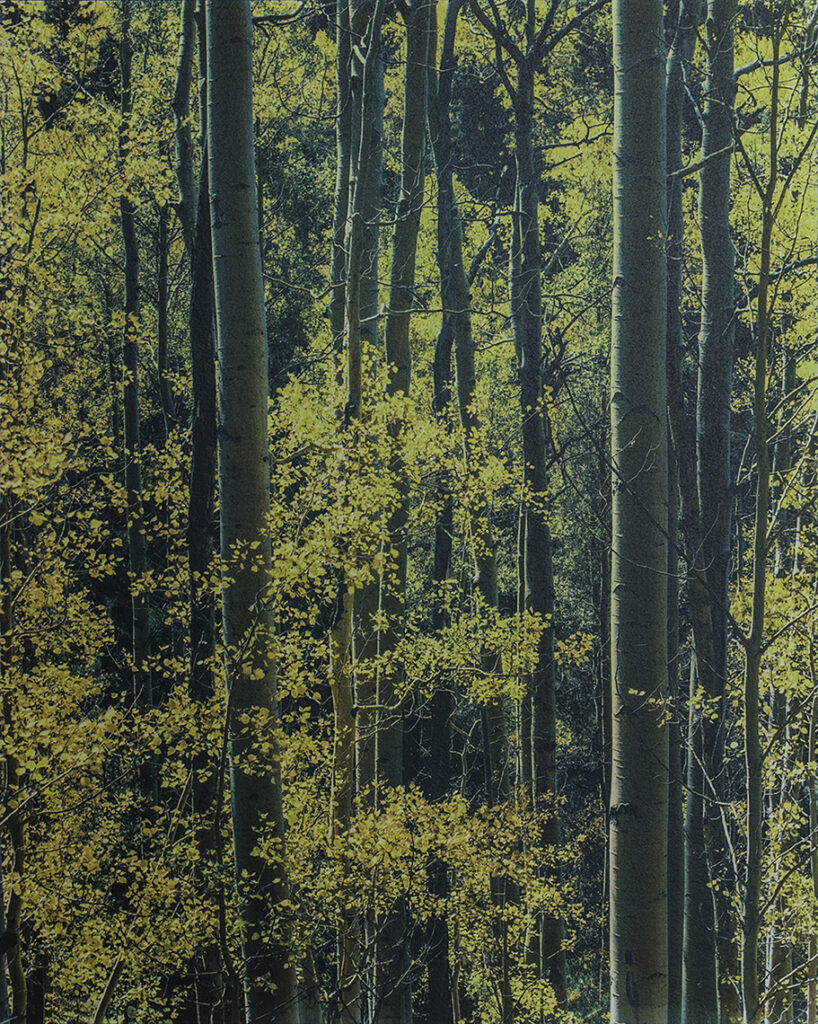 New Mexico Cancer Center, Gallery With A Cause, Aspens Near Santa Fe