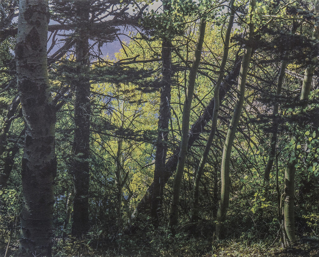 New Mexico Cancer Center, Gallery With A Cause, Aspens, Sandia Mountains Wilderness