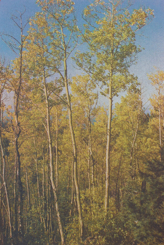 New Mexico Cancer Center, Gallery With A Cause, Aspens, Sangre de Cristo Mountains