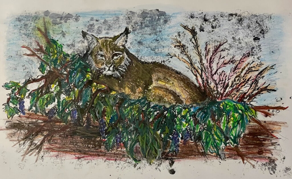 New Mexico Cancer Center, Gallery With A Cause, Backyard Bobcat
