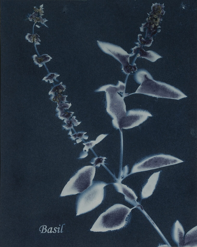 New Mexico Cancer Center, Gallery With A Cause, Basil II