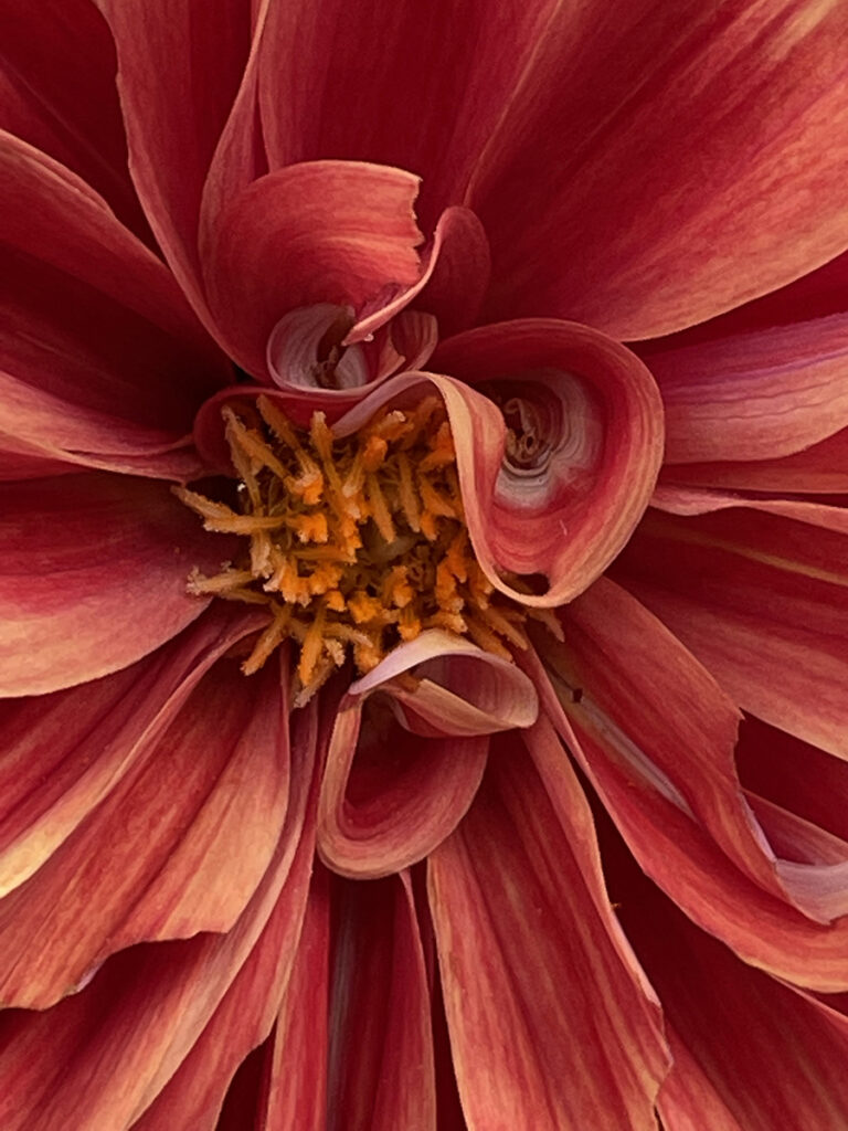 New Mexico Cancer Center, Gallery With A Cause, Canyons