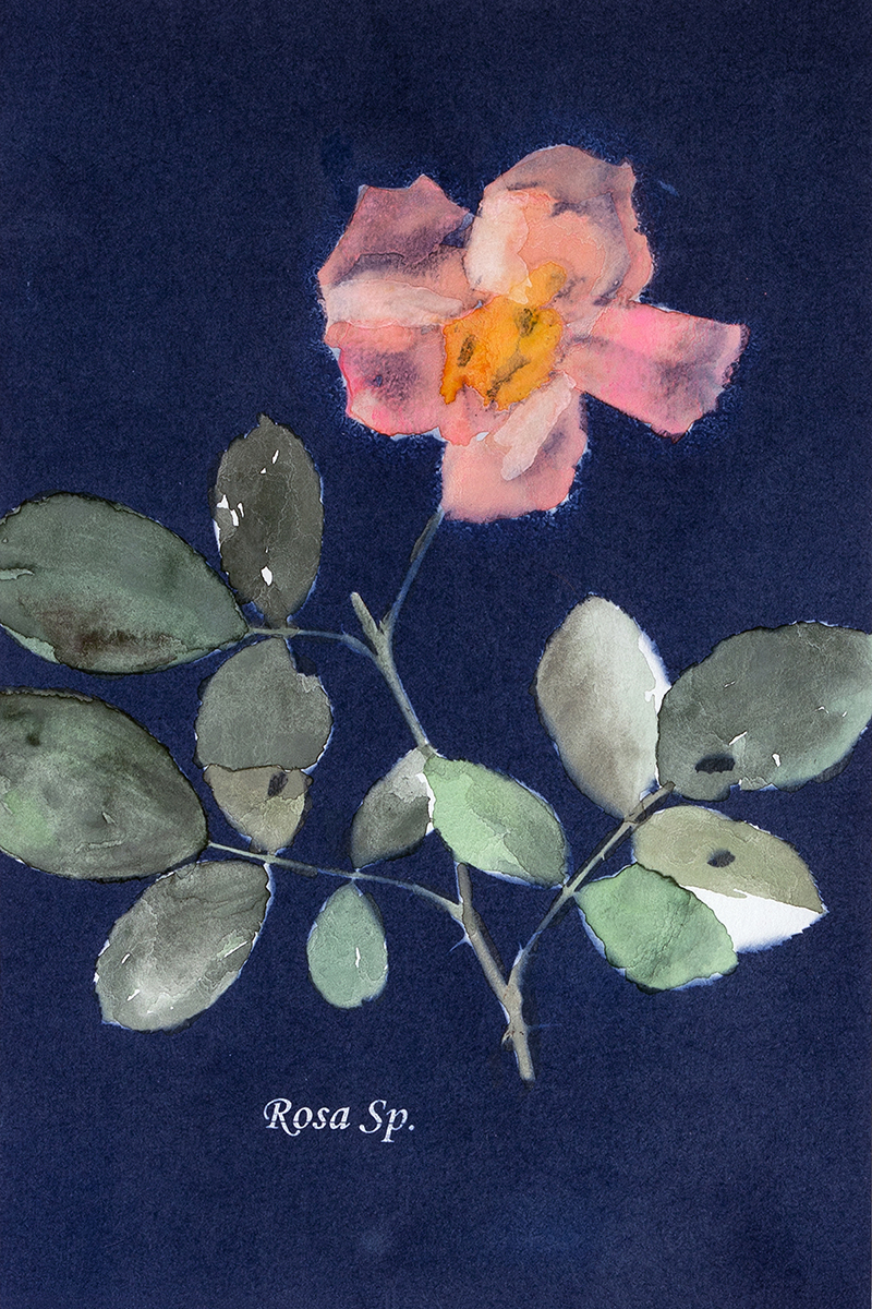 New Mexico Cancer Center, Gallery With A Cause, Charli's Rose