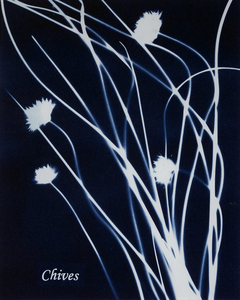 New Mexico Cancer Center, Gallery With A Cause, Chives